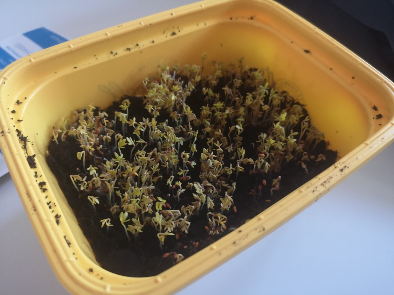 Gardening with Gardiners Growing Cress from Seed